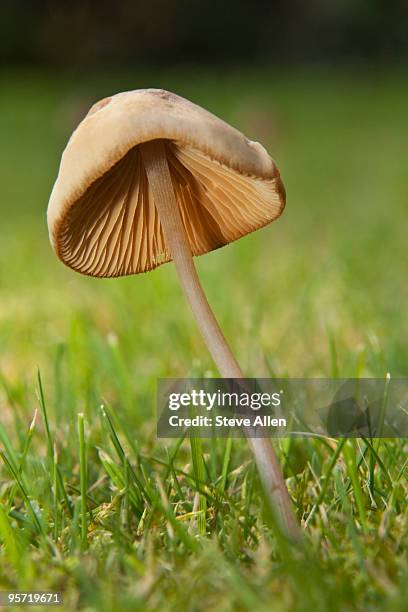 269 Toadstools In Lawn Stock Photos, High-Res Pictures, and Images ...