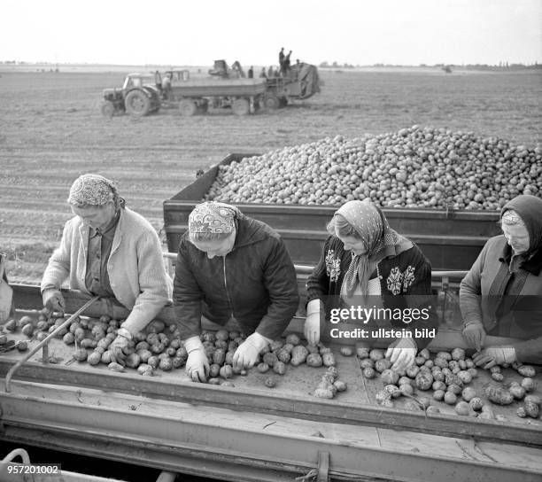 Es ist Erntezeit. Anfang der 70er-Jahre stehen diese LPG-Bäuerinnen auf einem Feld bei Großenhain auf einer Kartoffel-Vollerntemaschine und lesen...