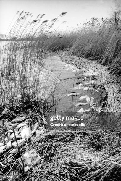 Massenhaft tote Fische liegen im Schilf vom Kleinen Jasmunder Bodden im Osten der Insel Rügen, undatiertes Foto von 1990. Im Frühjahr 1990...