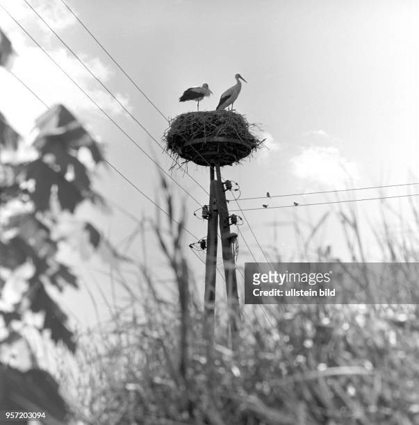 Zwei Störche in einem Nest auf einem Leitungsmast auf der Insel Rügen, undatiertes Foto von 1977.