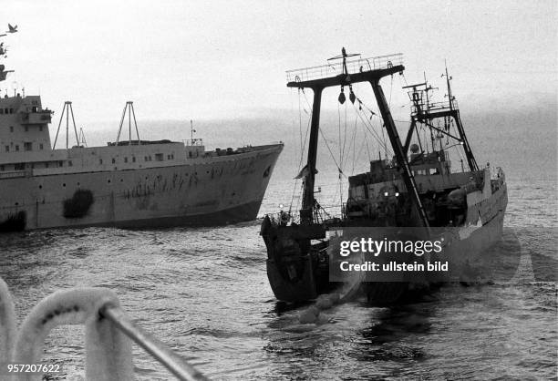 Rostock / Fischfang / Hochseefischerei / Februar 1977 / Rund um die Uhr, auch Sonn-und Feiertags, wird in 12-Stunden-Schichten Fisch gefangen und ans...