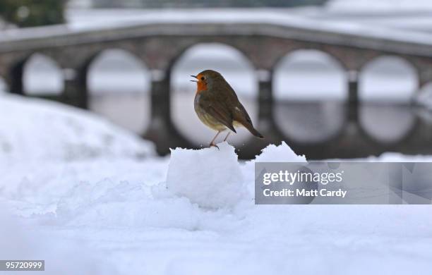 Robin sits on a snow ball in front of a bridge crossing the frozen lake at the National Trust's Stourhead near Warminster on January 12, 2010 in...