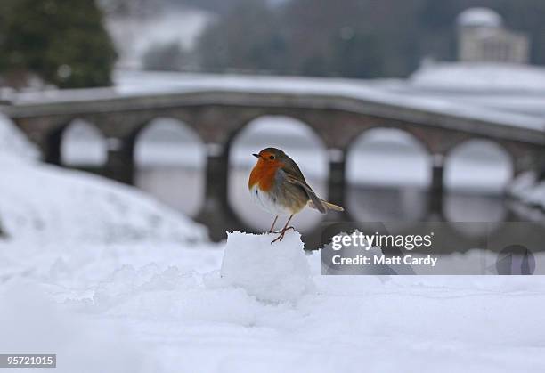 Robin sits on a snow ball in front of a bridge crossing the frozen lake at the National Trust's Stourhead near Warminster on January 12, 2010 in...