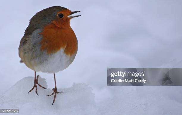 Robin chirps as it sits on snow at the National Trust's Stourhead near Warminster on January 12, 2010 in Wiltshire, England. Much of UK is still...