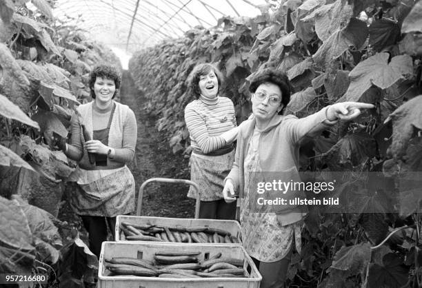 Drei Frauen bei der Ernte von grünen Gurken in einem der Gewächshäuser des VEG Vockerode, aufgenommen im März 1986. Mit 64 Hektar war Vockerode eine...