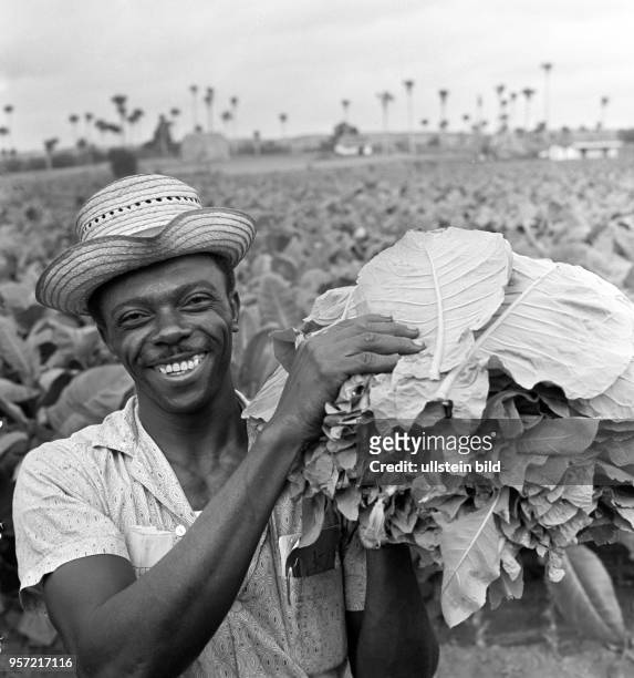 Ein Feldarbeiter bei der Tabakernte auf einem Feld in der Provinz Pinar del Rio , aufgenommen 1962.