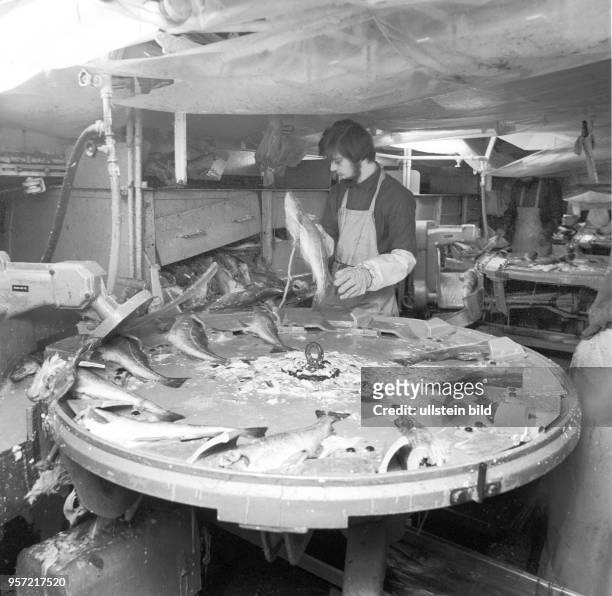 Ein Arbeiter bei der Verarbeitung von Fischen auf einem Fang- und Verarbeitungsschiff der DDR-Hochseefischereiflotte in internationalen Fanggründen,...
