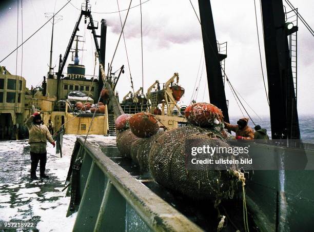 Rostock / Fischfang / Hochseefischerei / Februar 1977 / Ein voller Uebergabe-Steert vom Zubringer-Trawler wird an Deck des Fabrik-Mutterschiffes...