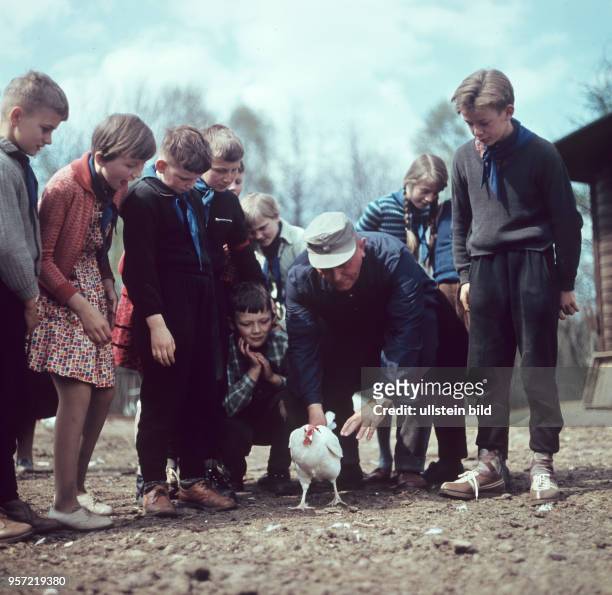 Kinder mit Pionierhalstuch lernen in ihrem Schulgarten in Rothemühl, Kreis Jatznick, den Umgang mit Hühnern aufgenommen im Frühjahr 1963.