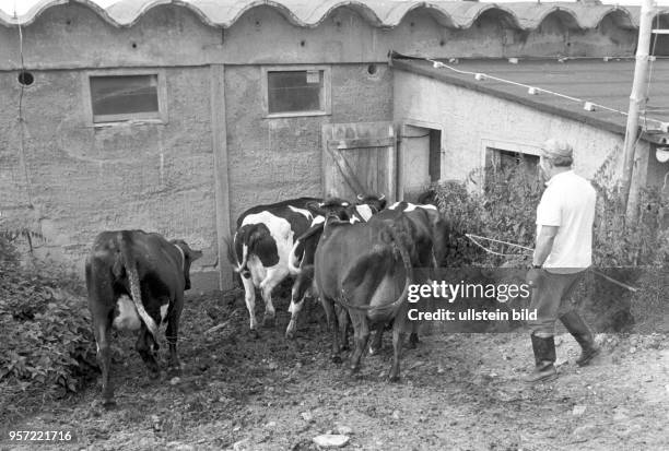 Ein Bauer treibt Kühe in einem alten Kuhstall in Großrückerswalde im Erzgebirge, undatiertes Foto von 1980.