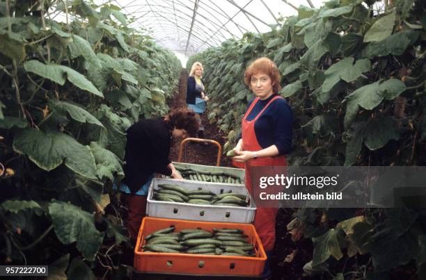 Drei Frauen bei der Ernte von grünen Gurken in einem der Gewächshäuser des VEG Vockerode, aufgenommen im März 1986. Mit 64 Hektar war Vockerode eine...