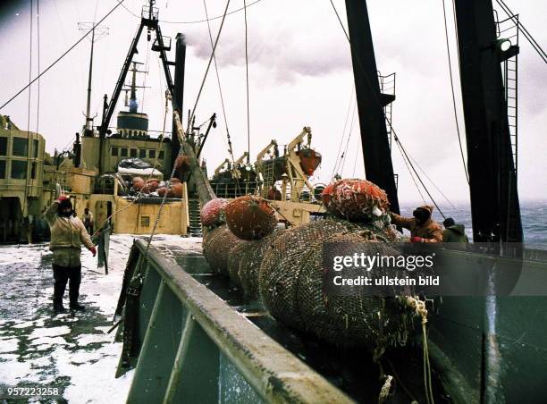 Rostock / Fischfang / Hochseefischerei / Februar 1977 / Ein voller Uebergabe-Steert vom Zubringer-Trawler wird an Deck des Fabrik-Mutterschiffes...