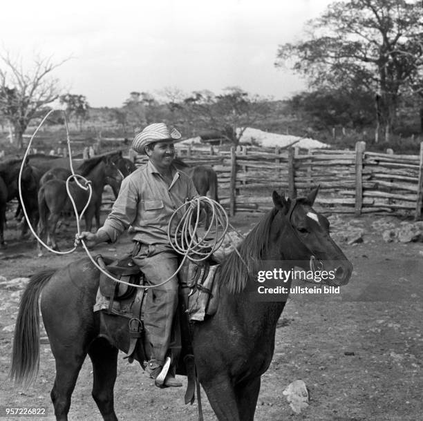 Ein Rinderhirt mit Lasso zu Pferd in einer Genossenschaft für Rinderzucht bei Santa Clara , aufgenommen 1962.