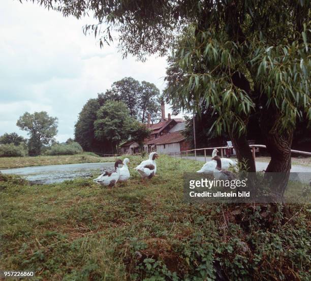 Gänse vor einem Teich, im Hintergrund ein altes Gebäude, die Privatbrauerei Schmitt im Ort Singen beim Ilmtal, undatiertes Foto von 1982. Seit mehr...