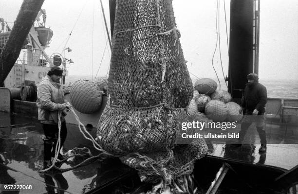 Rostock / Fischfang / Hochseefischerei / Februar 1977 / Der Fisch eines Uebergabe-Steerts wird an Deck des Fabrik-Mutterschiffes "Junge Welt" in den...