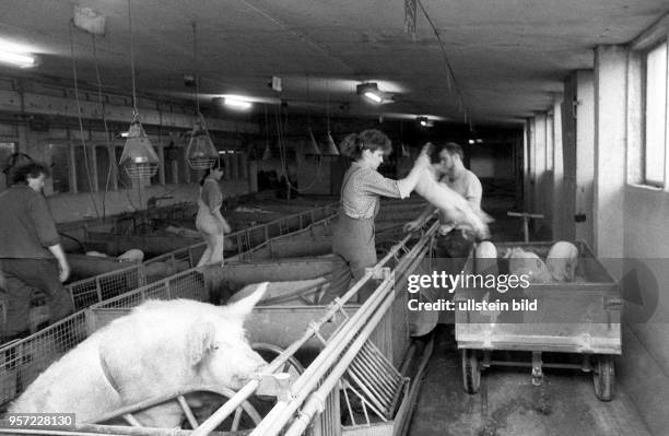 Schweine in den Stallungen der Zwischenbetrieblichen Einrichtung Schweinemast Polkenberg, aufgenommen Anfang Februar 1989. Hier werden Ferkel auf...