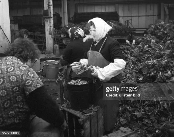 Frauen pfücken Rosenkohlröschen von abggeernteten Pflanzen in einer Lagerhalle einer landwirtschaftlichen Einrichtung im Dorf Mecklenburg bei...