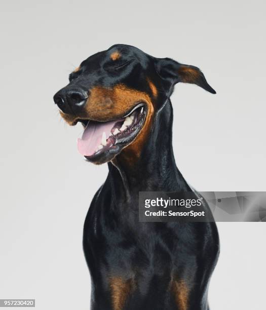 dobermann hund portrait mit menschlichen glücklichen ausdruck - dobermann stock-fotos und bilder