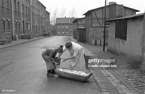 Schlachtfest einer Familie in der Mittelstraße in Helbra , aufgenommen am : Hier beteiligen sich alt und jung an den Vorbereitungen für das der...