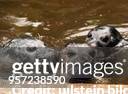 Drei Seehunde im Wasserbecken Zoologischer Garten Berlin - 1998
