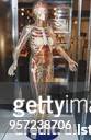 Die "Gläserne Frau", ein 1965 in Köln gebautes transparentes Modell des Menschen, ausgestellt während der Sonderausstellung "Hauptsache gesund" im...