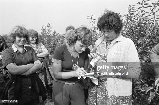 Auf der Apfelplantage des Volkseigenen Gutes Pflanzenproduktion "Walter Schneider" Eisleben steht die Ernte an, aufgenommen am . Hier erhalten...