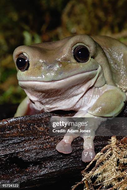 white's tree frog - イエアメガエル ストックフォトと画像