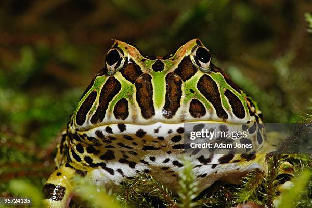 pacman frog - horned frog stock pictures, royalty-free photos & images