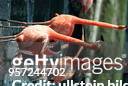 Flamingos aus dem Berliner Tierpark - 1995