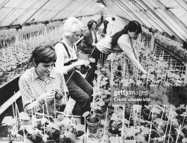 Junge Gärtnerinnen der GPG Dresden-Kaditz veredeln in einem Gewächshaus Gurkenpflanzen, aufgenommen 1981. In der Gärtnerischen...