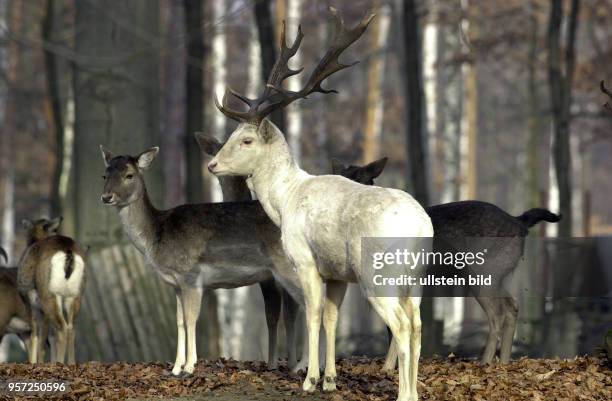 Ein weißer Damhirsch mit einem Rudel, aufgenommen im Herbst 2007 im Kurpark Weißer Hirsch in Dresden. Mitte Oktober beginnt die Brunftzeit, die...