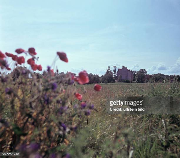 Wildblumen auf einer Wiese vor dem FDGB-Ferienheim Schloss Spyker auf der Ostseeinsel Rügen in der Nähe von Glowe, aufgenommen im Juni 1968. Zu...