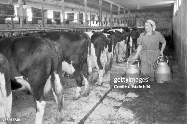 Eine Bäuerin mit Kanne und Melkgerät in einem alten Kuhstall in Großrückerswalde im Erzgebirge, undatiertes Foto von 1980.