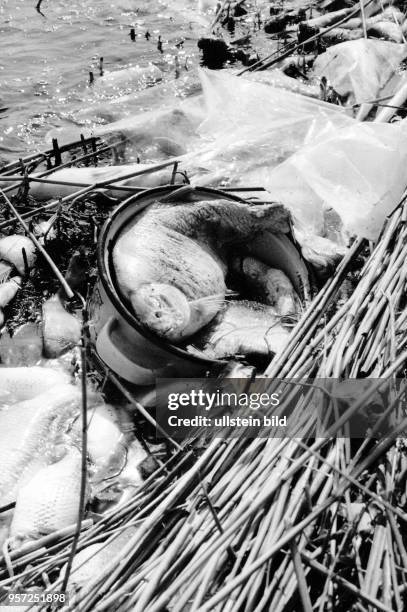 Massenhaft tote Fische liegen im Schilf vom Kleinen Jasmunder Bodden im Osten der Insel Rügen, undatiertes Foto von 1990. Im Frühjahr 1990...