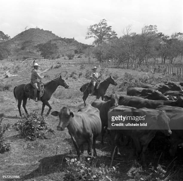Rinderhirten mit Lasso zu Pferd in einer Genossenschaft für Rinderzucht bei Camagüey , aufgenommen 1962.
