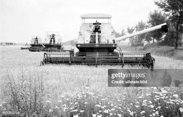 Mähdrescher fahren am gestaffelt bei der Getreidemahd über ein Feld der LPG "Friedensgrenze" Groß Gastrose in der Niederlausitz bei Guben.