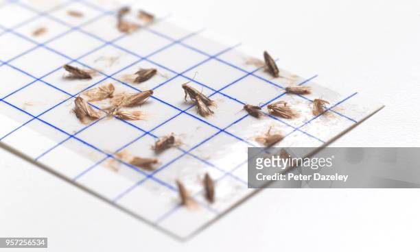 moth trap - infestation imagens e fotografias de stock