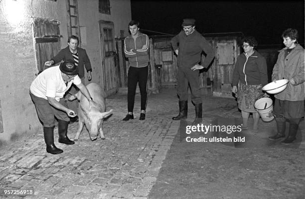 Schlachtfest Ende November 1986 in Oberhütte bei Eisleben im Mansfelder Land: Auf die gemeinschaftliche Schlachtung des Tieres folgt in der Regel ein...