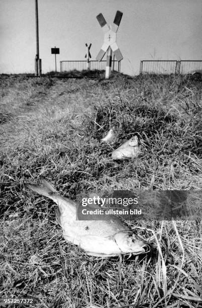 Tote Fische liegen am Ufer vom Kleinen Jasmunder Bodden im Osten der Insel Rügen, undatiertes Foto von 1990. Im Frühjahr 1990 verursachten Giftalgen...