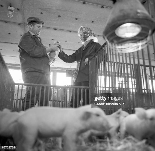 Die Abgeordnete der Volkskammer, Erika Albrecht , mit einem Kollegen im Schweinestall der LPG Boiensdorf, aufgenommen 1971. Erika Albrecht war von...