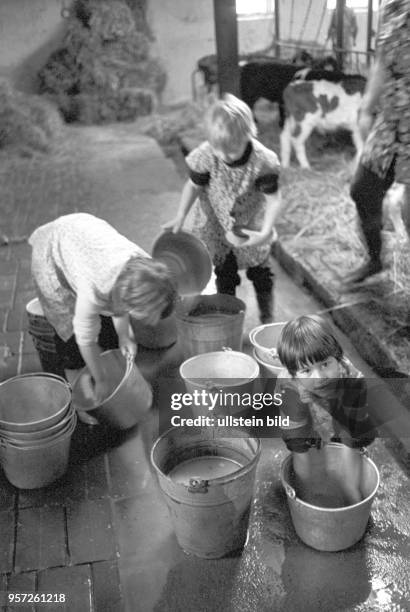 Kinder besuchen ihre Patenbrigade in einem Kuhstall einer LPG in Groß Godems bei Ludwigslust und lernen, was alles im Kuhstall zu tun ist,...