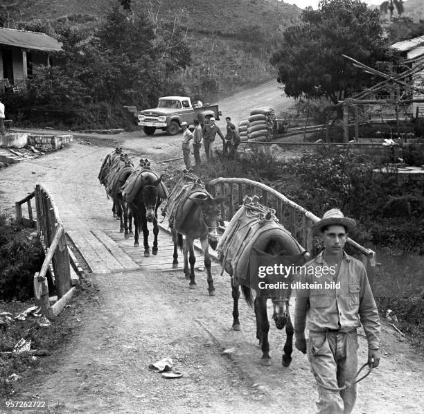 Warentransport mit Maultieren in einem Dorf in der Gebirgsregion Sierra Maestra , aufgenommen 1962.