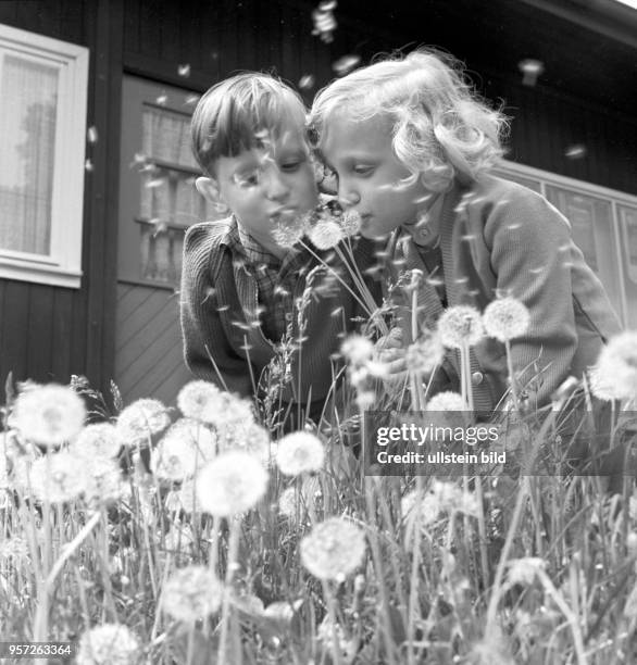 Ein Mädchen und ein Junge vergnügen sich mit Pusteblumen auf einer Wiese in Berlin , Foto vom .