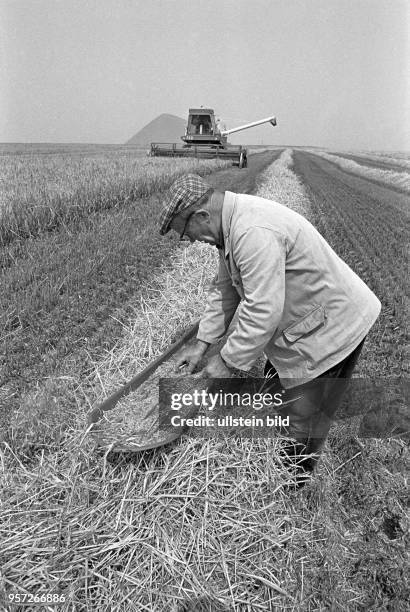 Getreideernte mit einem Mähdrescher auf einem Feld bei Eisleben , im Vordergrund prüft ein Arbeiter händisch die Qualität des Drusches, aufgenommen...