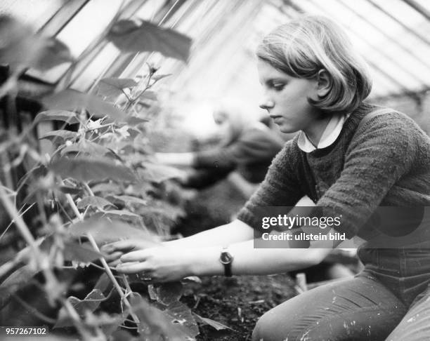 Eine junge Gärtnerin kümmert sich in einem Gewächshaus der GPG Dresden-Kaditz um eine Gemüsepflanze, aufgenommen 1970. In der Gärtnerischen...