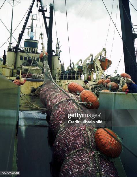 Rostock / Fischfang / Hochseefischerei / Februar 1977 / Ein voller Uebergabe-Steert vom Zubringer-Trawler wird an Deck des Fabrik-Mutterschiffes...