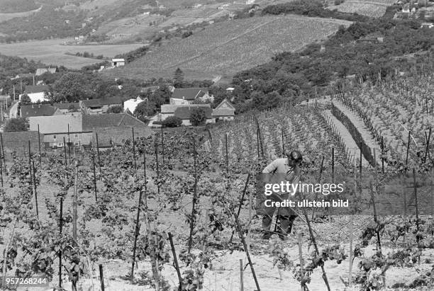 Ein Arbeiter in einem Weinberg bei Höhnstedt im Mansfelder Land, aufgenommen im August 1982.