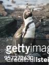 Humboldtpinguin im Berliner Zoo mit hochgerecktem Kopf und geöffnetem Schnabel . Undatiertes Foto.