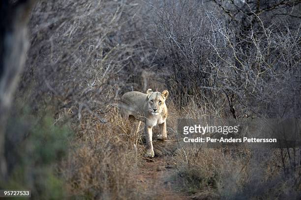 Lion walks in a bush in the Madikwe game reserve on September 11 in Madikwe, South Africa. The reserve was claimed in 1991 and over eight thousand...