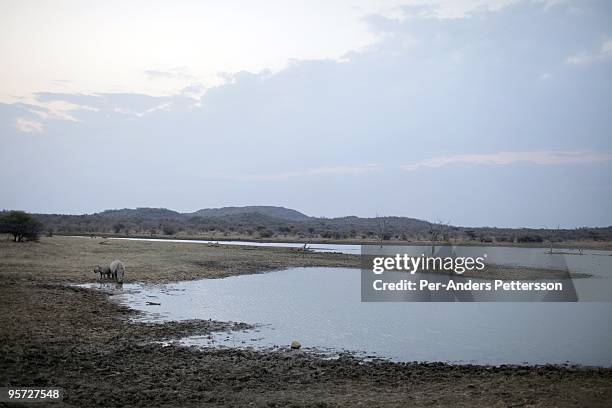 White Rhinoceros and baby drinks from a small lake in the Madikwe game reserve on September 10 in Madikwe, South Africa. The reserve was claimed in...